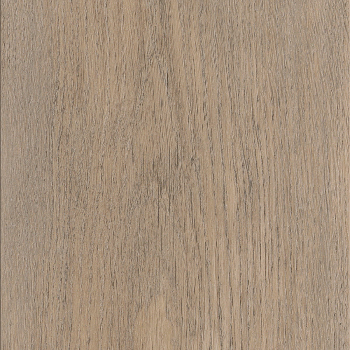 Invictus Maximus New England Oak - Dune Glue Down LVT Flooring